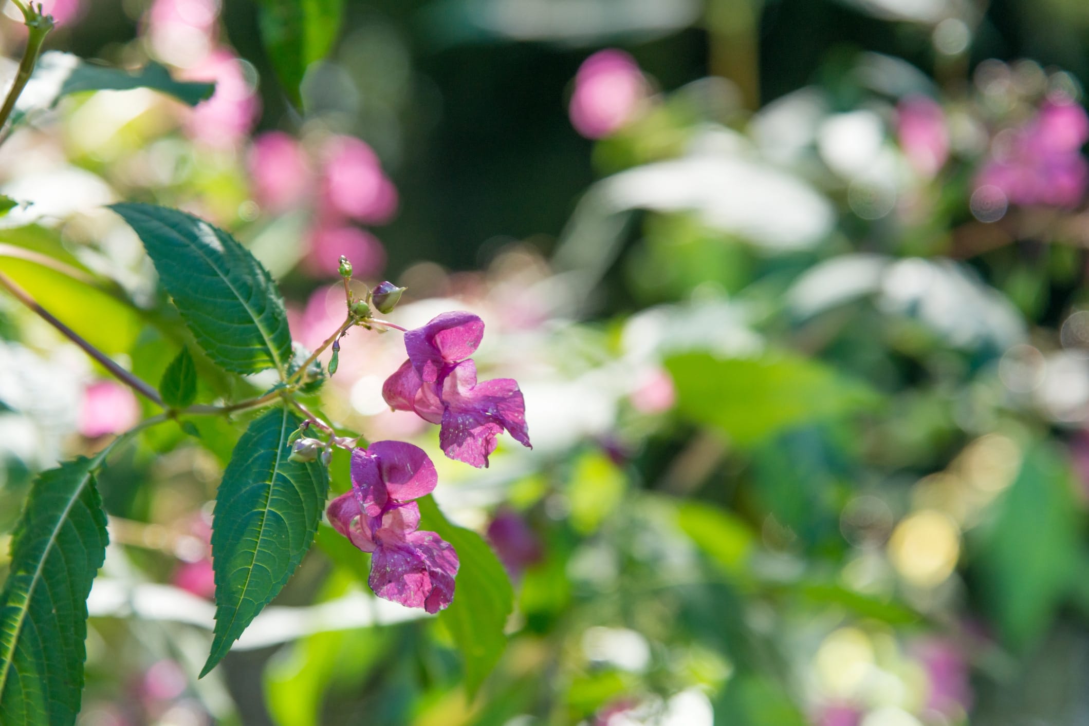 Feeling-anxious-blog-Impatiens-flower.jpg