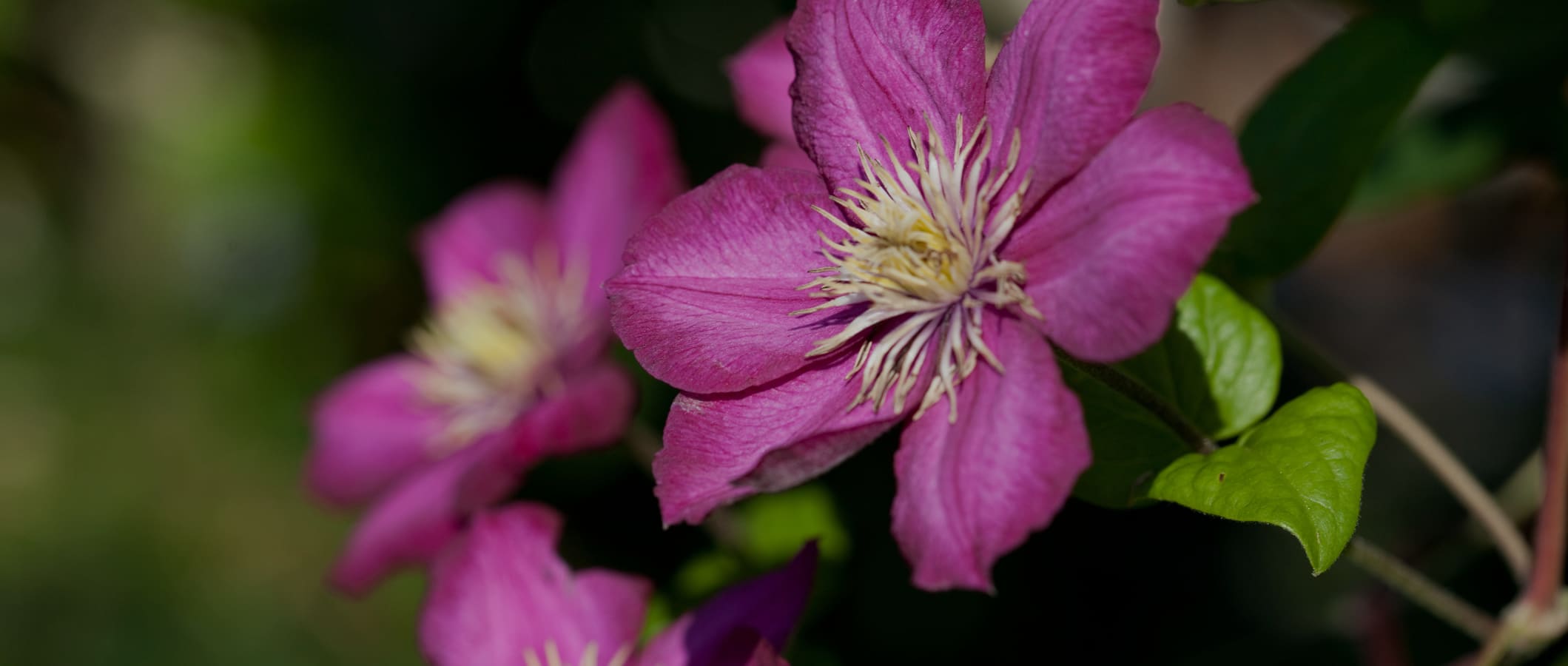 bach-flower-wellness.jpg