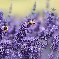 lavender-bees