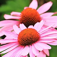 echinacea-herb