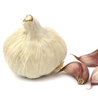 garlic