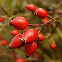 rosehips-berry