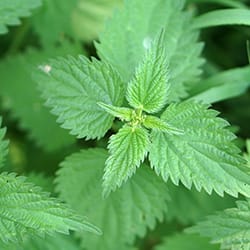 stinging-nettle