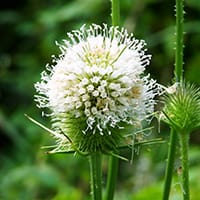 milk-thistle milk-thistle