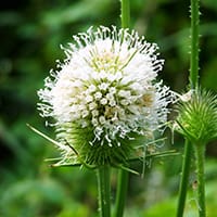 milk-thistle