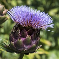 artichoke artichoke