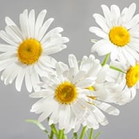 chamomile-flower