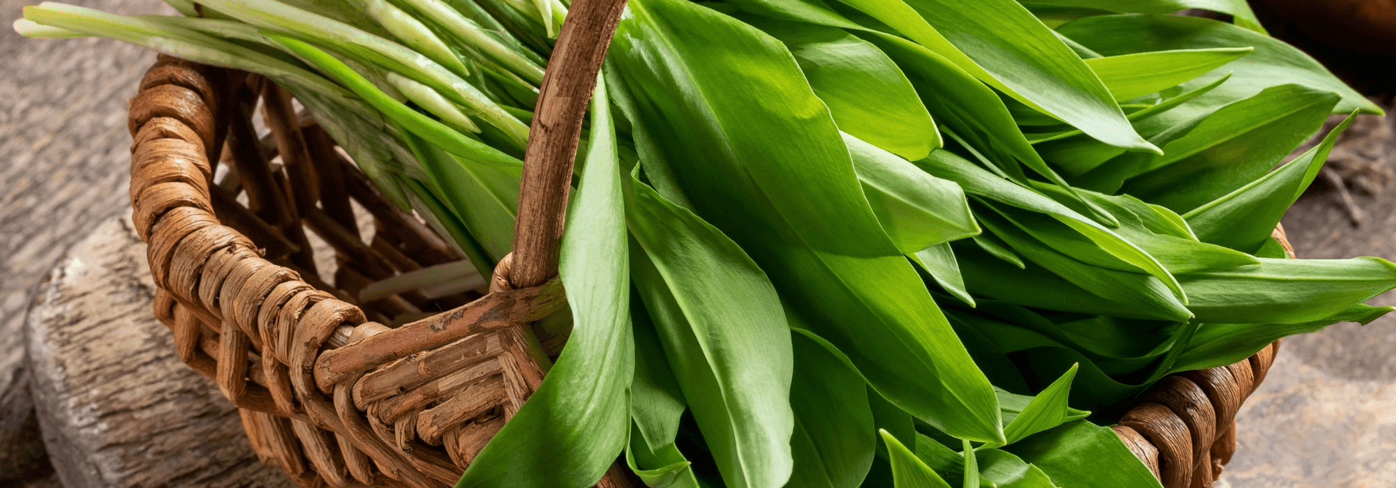 wild-garlic-2