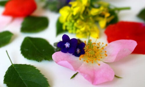 Bach Flowers for Anxiety