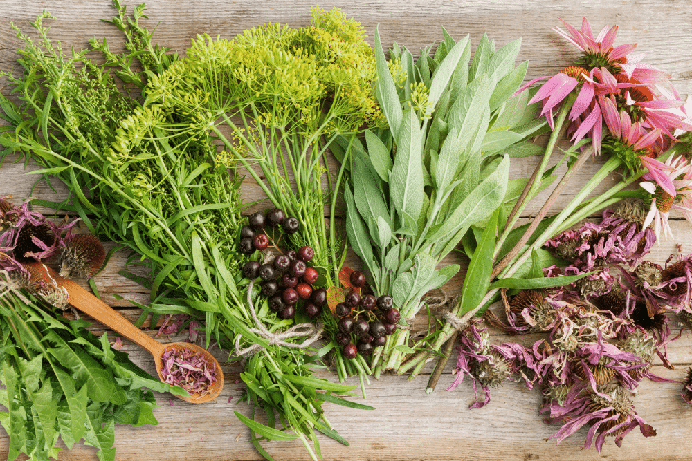 Herbal Medicine OM (2)