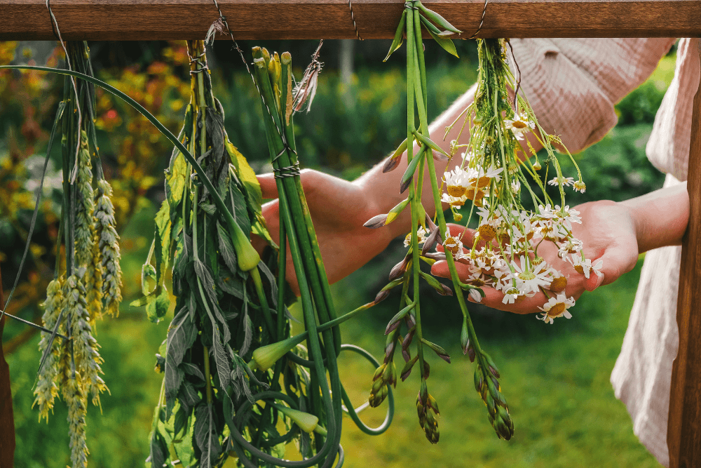 Herbal Medicine Open Evening